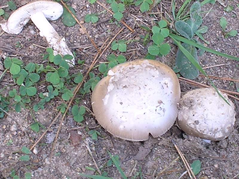 amanita citrina?